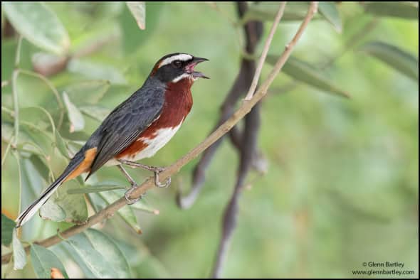 Black and Chestnut Warbling Finch