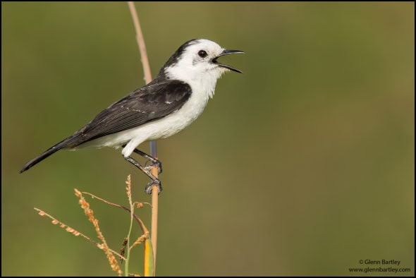 Black-backed Water Tyrant 