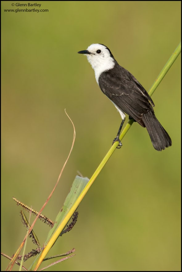 Black-backed Water Tyrant 