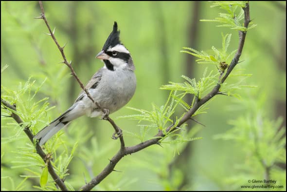 Black-crested Finch