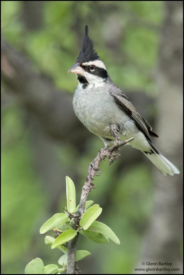 Black-crested Finch