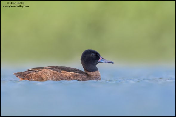 Black-headed Duck