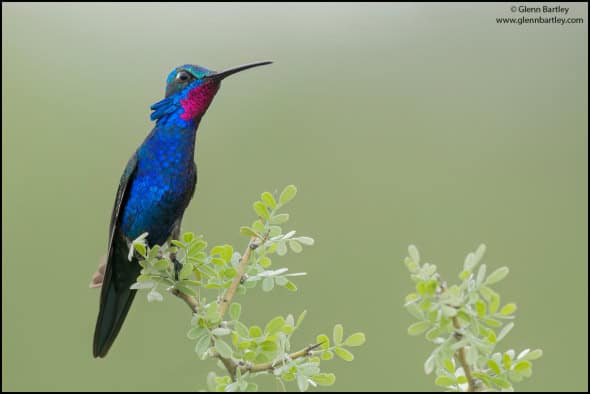 Blue-tufted Starthroat