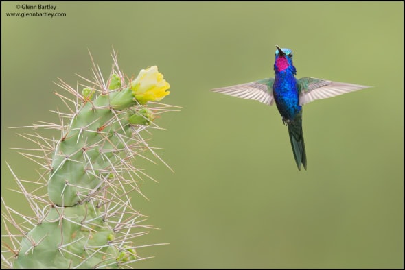 Blue-tufted Starthroat