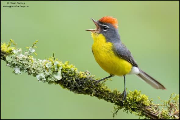 Brown-capped Redstart 