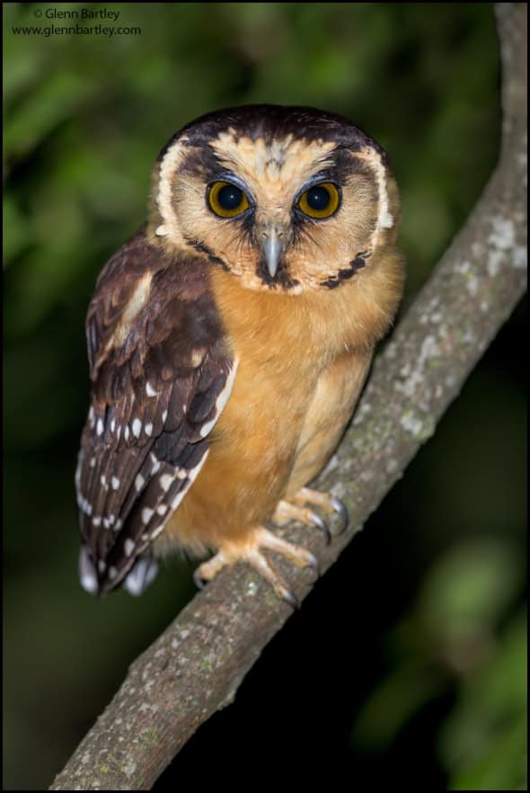 Buff-fronted Owl