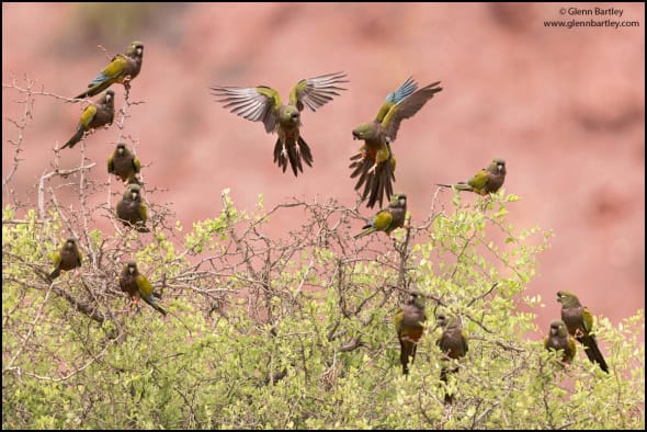 Burrowing Parakeet