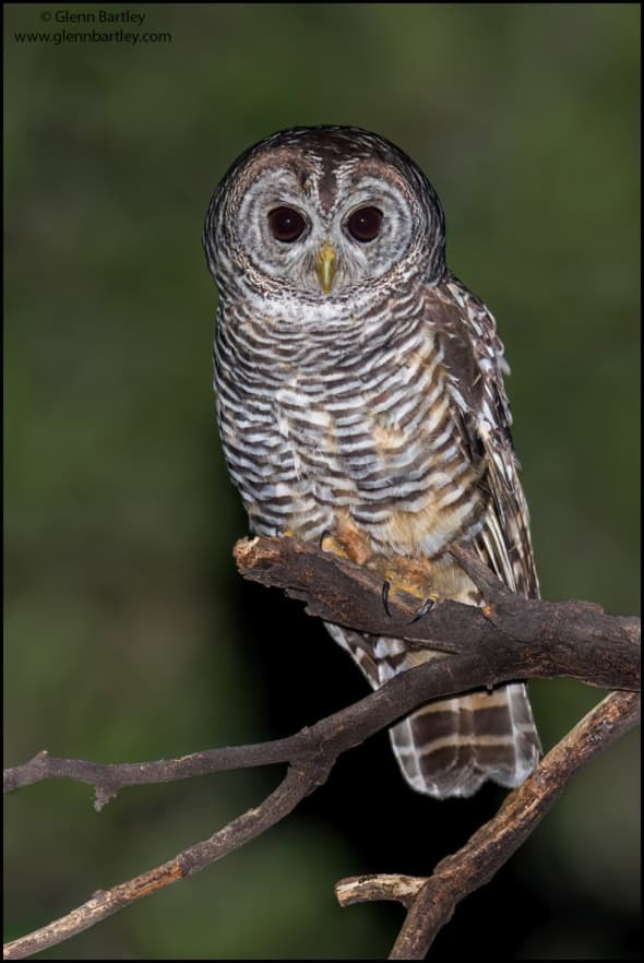 Chaco Owl