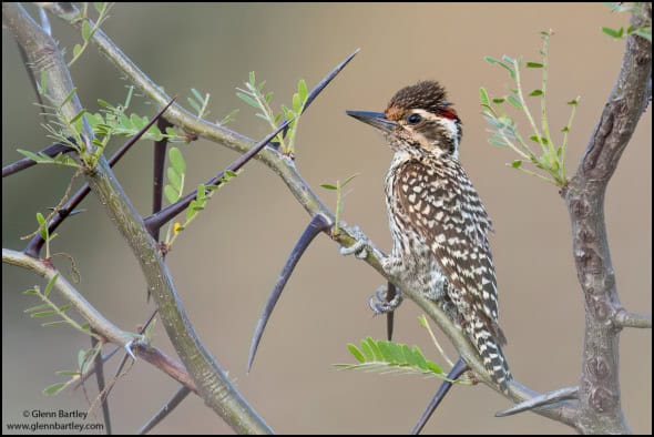 Checkered Woodpecker