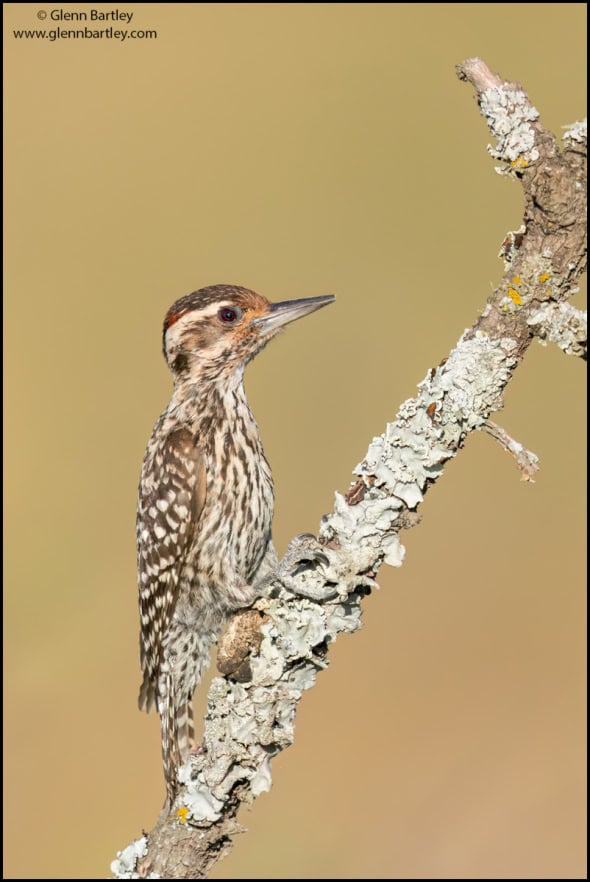 Checkered Woodpecker