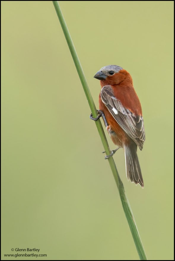 Chestnut Seedeater