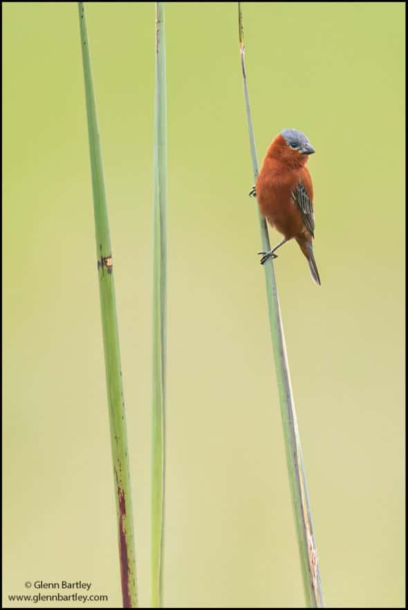 Chestnut Seedeater