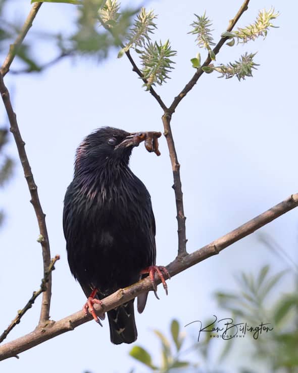 Feeding the Family - Common Starling