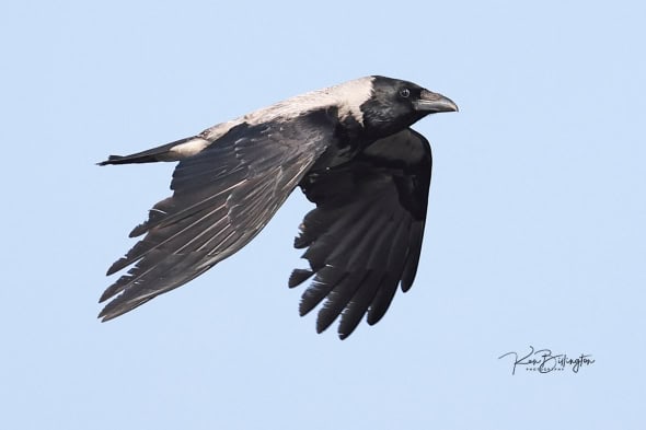 Hooded Crow in Flight