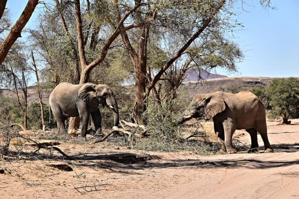 Desert Elephants