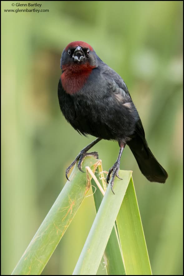 Chestnut-capped Blackbird