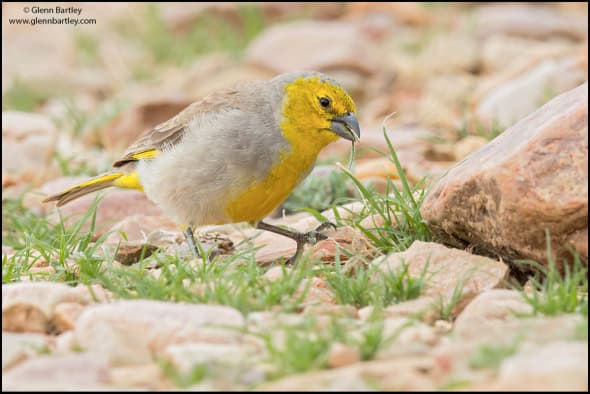 Citron-headed Yellow Finch