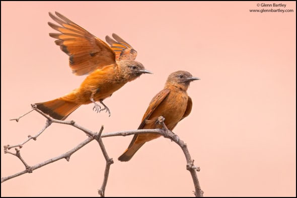 Cliff Flycatcher