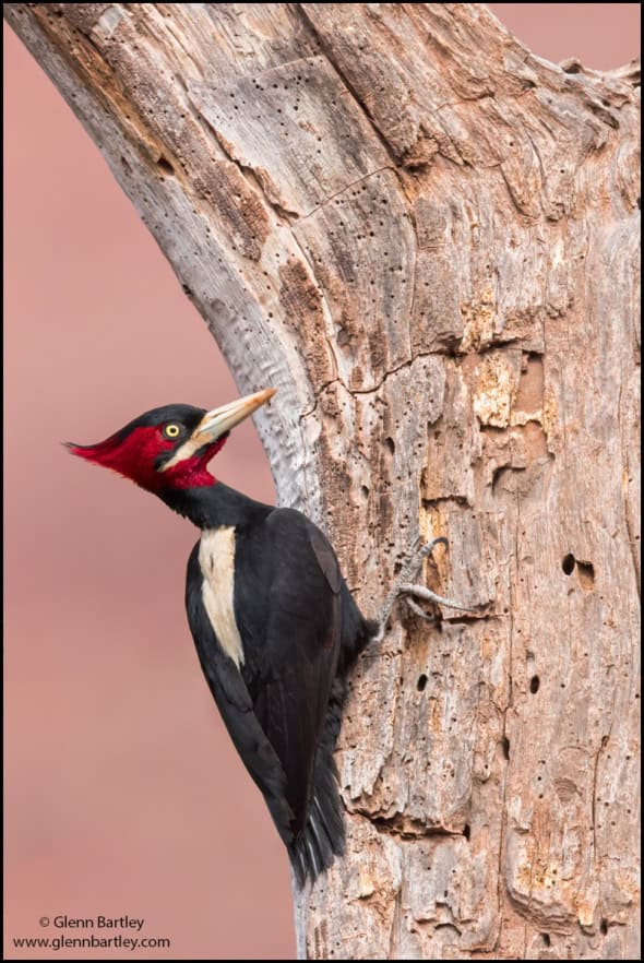 Cream-backed Woodpecker