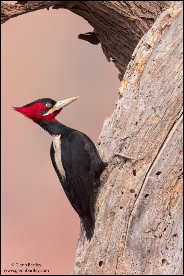 Cream-backed Woodpecker