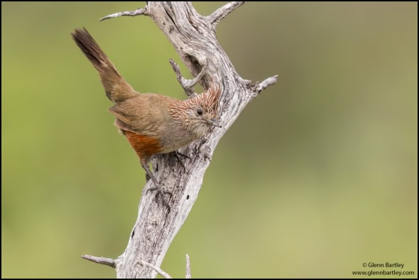 Crested Gallito