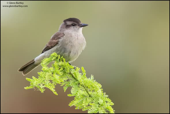 Crowned Slaty Flycatcher