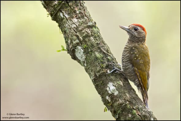 Dot-fronted Woodpecker