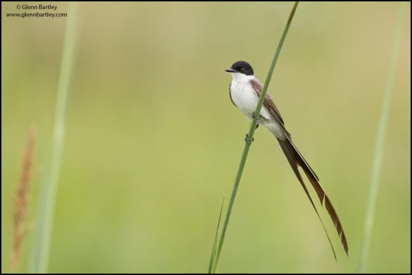 Fork-tailed Flycatcher 