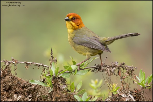 Fulvous-headed Brush Finch