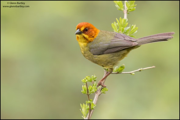 Fulvous-headed Brush Finch