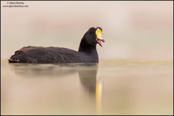 Giant Coot 