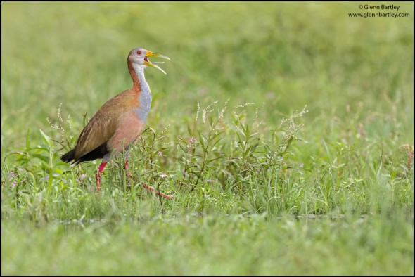 Giant Wood Rail 