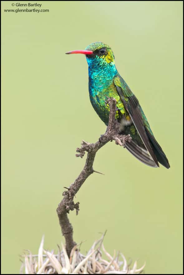 Glittering-bellied Emerald