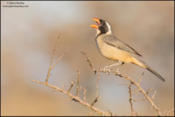 Golden-billed Saltator