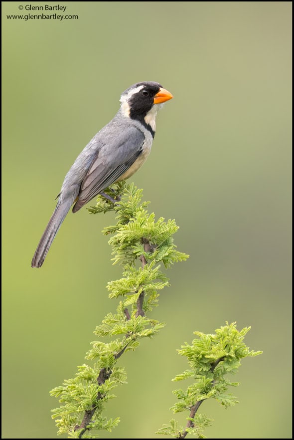 Golden-billed Saltator