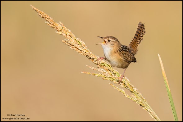 Grass Wren