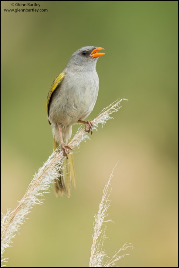 Great Pampa Finch