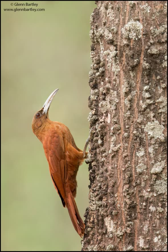 Great Rufous Woodcreeper