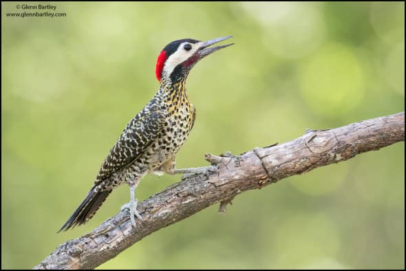 Green-barred Woodpecker