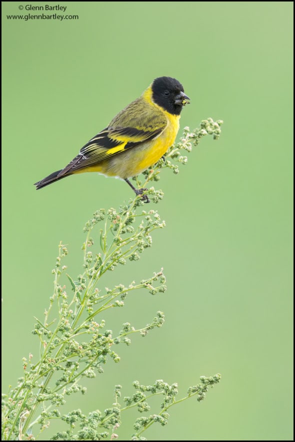 Hooded Siskin