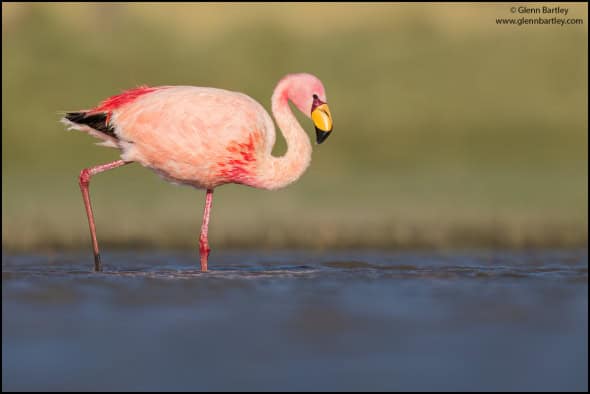 James's Flamingo