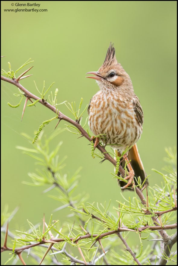 Lark-like Brushrunner