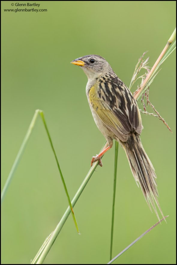 Lesser Grass Finch