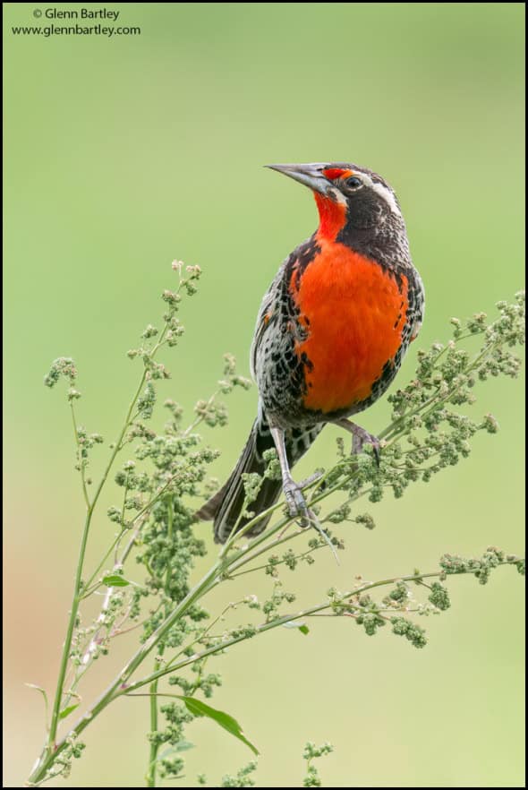 Long-tailed Meadowlark