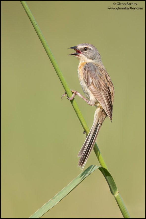 Long-tailed Reed Finch