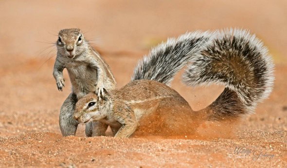 Cape Ground Squirrel