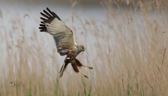 Marsh Harrier