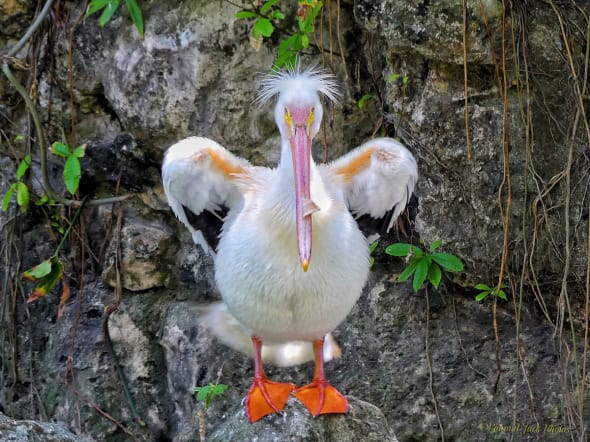 Well Dressed Pelican.