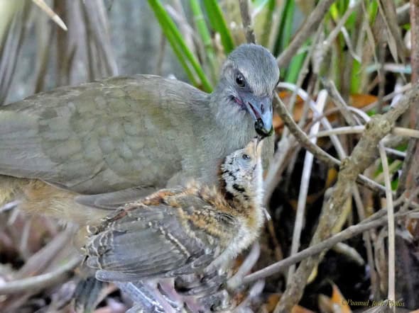 Chachalaca Mom Feeding Her Baby.