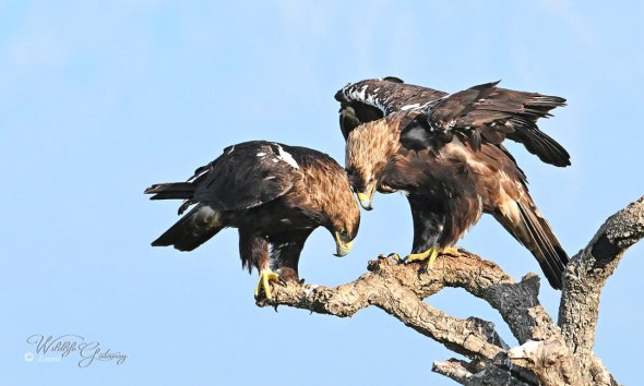 Spanish Imperial Eagle